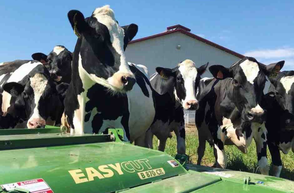 Kor på gård och Krone EasyCut